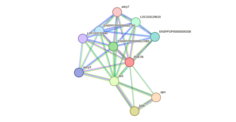 STRING protein interaction network