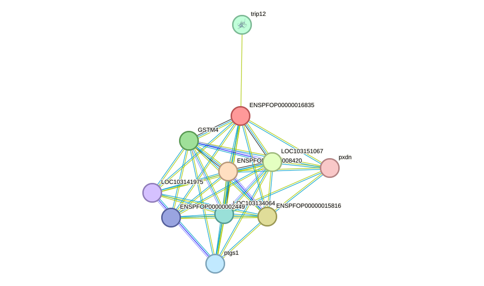 STRING protein interaction network