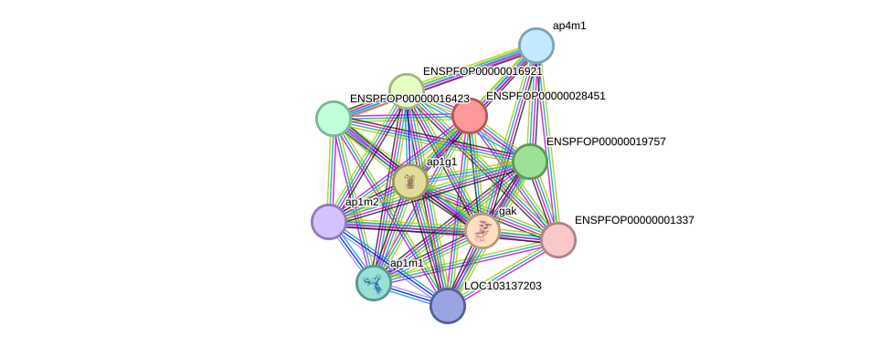 STRING protein interaction network