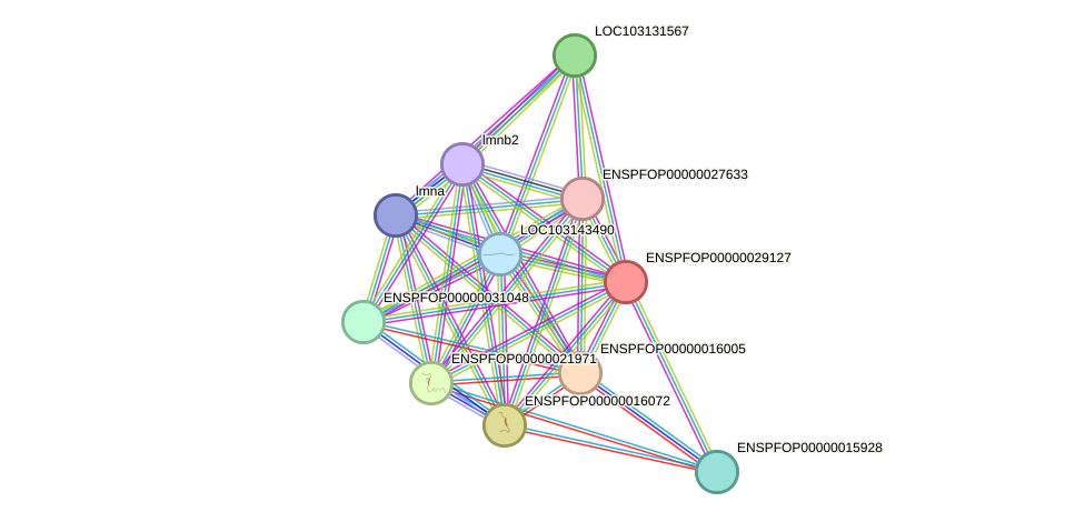 STRING protein interaction network