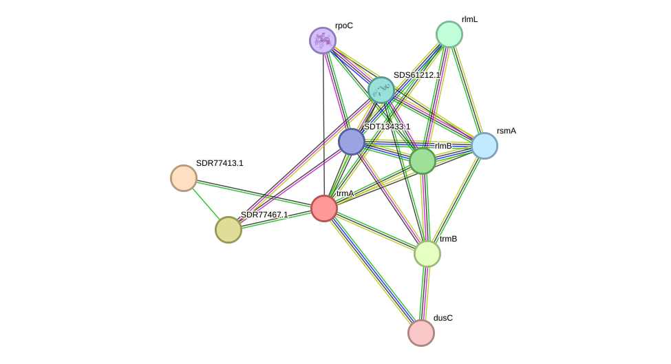 STRING protein interaction network