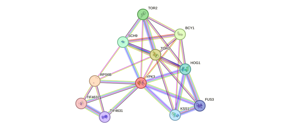 STRING protein interaction network