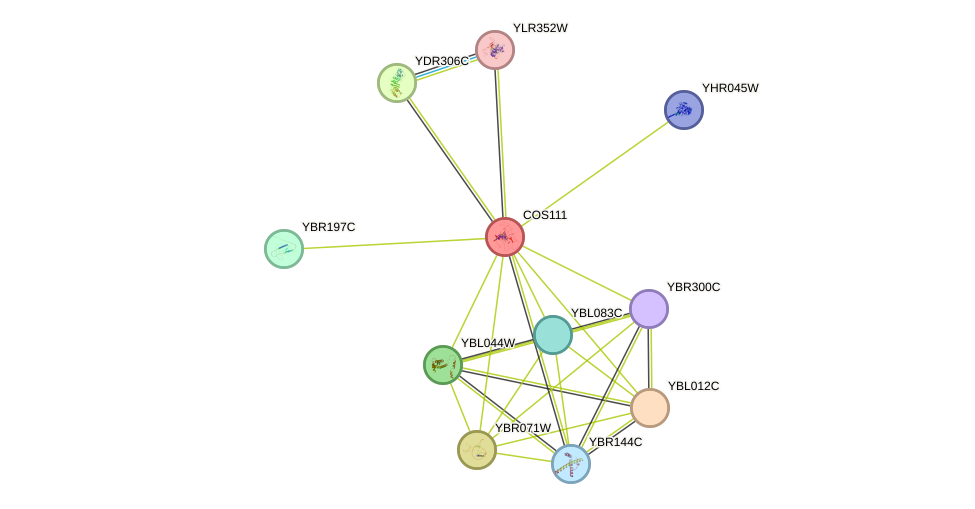 STRING protein interaction network