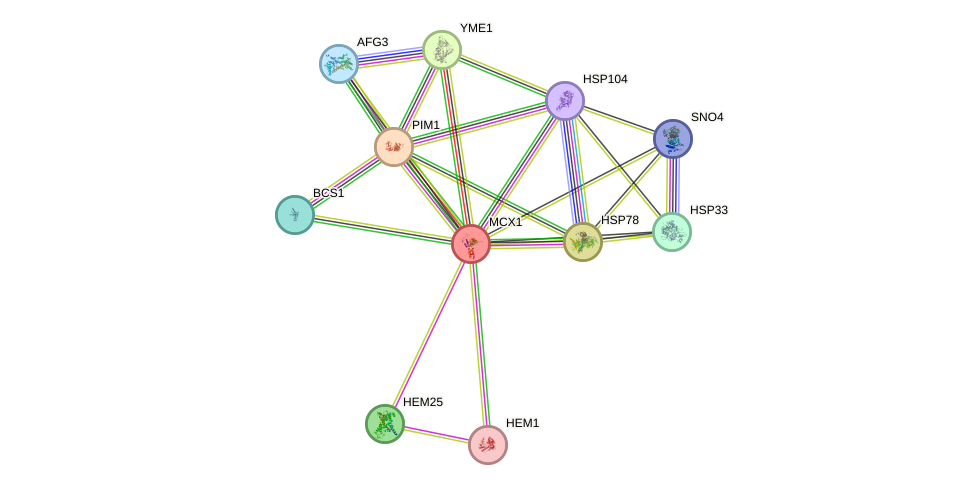 STRING protein interaction network