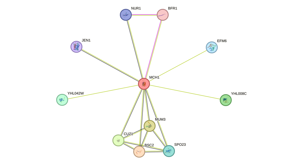 STRING protein interaction network