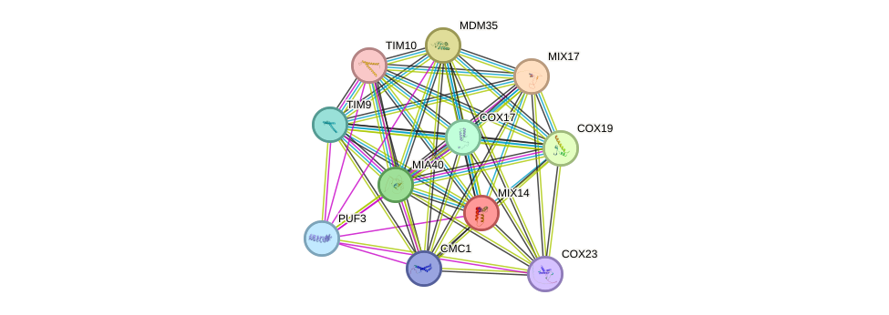 STRING protein interaction network