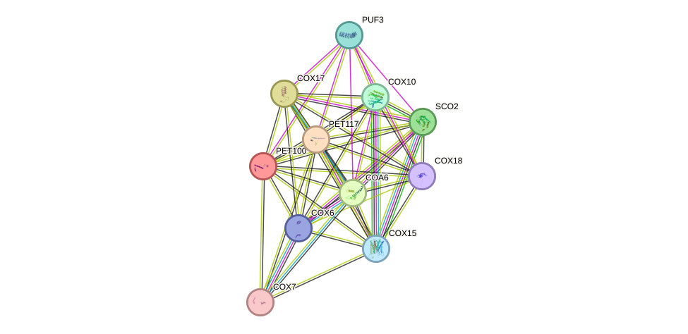 STRING protein interaction network