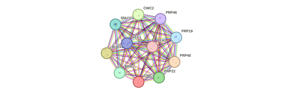 STRING protein interaction network