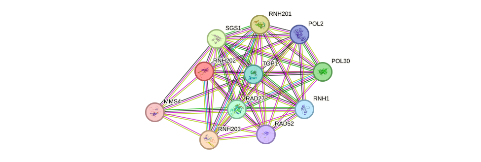 STRING protein interaction network