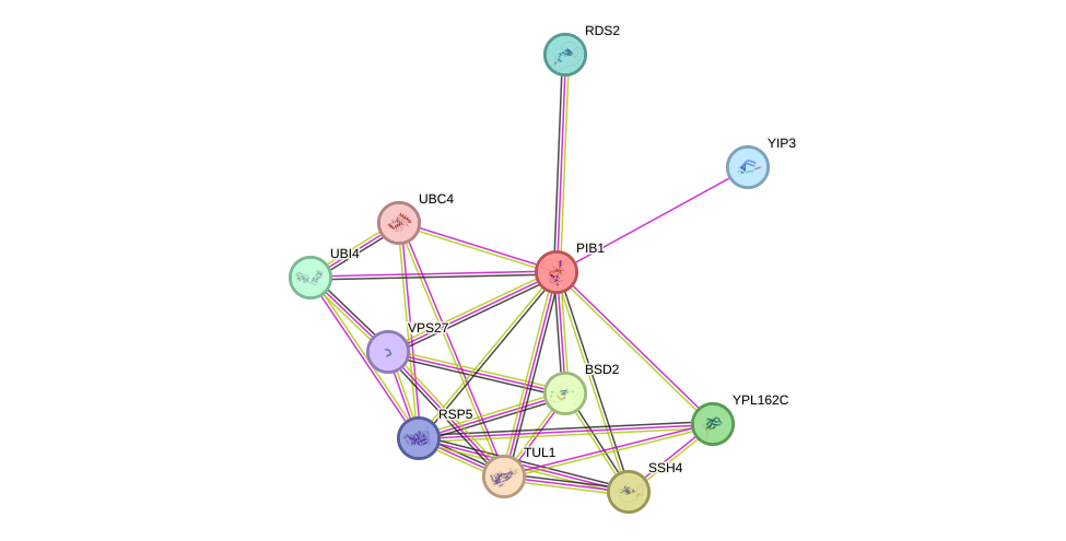 STRING protein interaction network