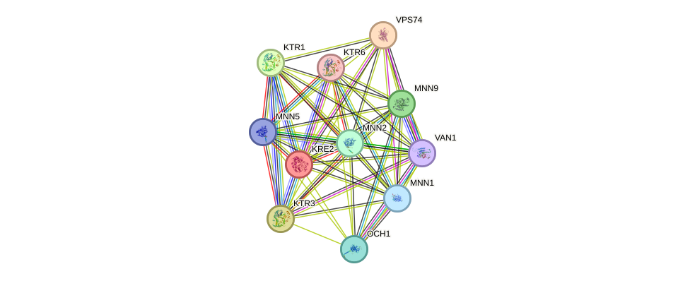 STRING protein interaction network