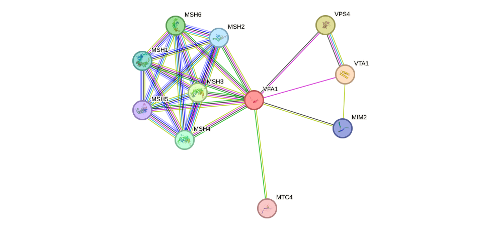 STRING protein interaction network