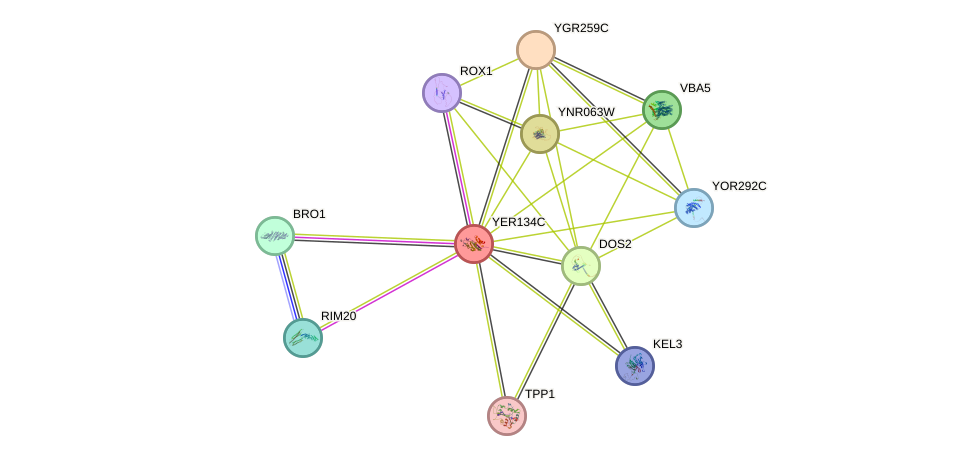 STRING protein interaction network