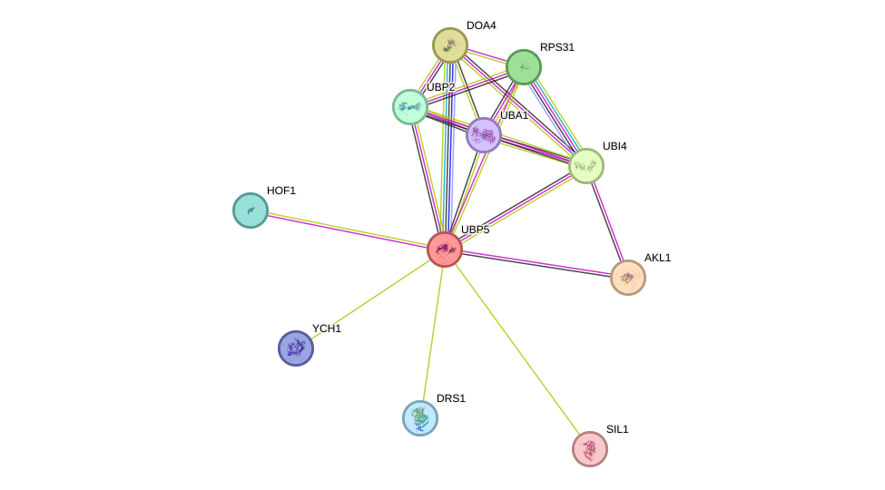 STRING protein interaction network