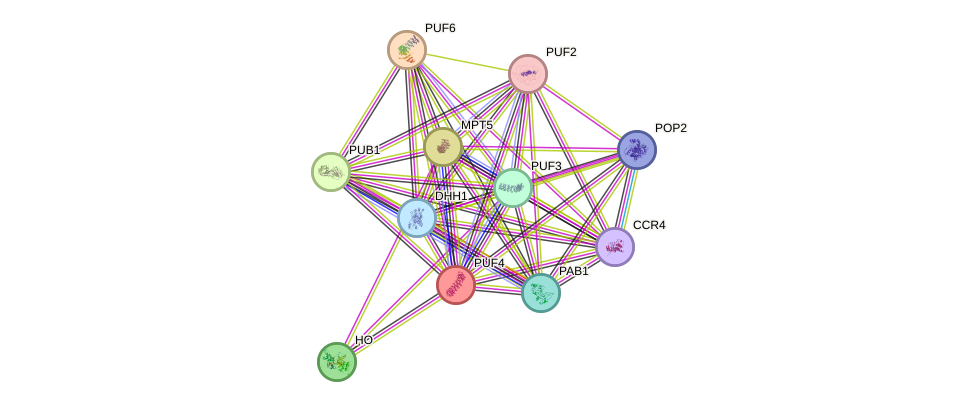 STRING protein interaction network