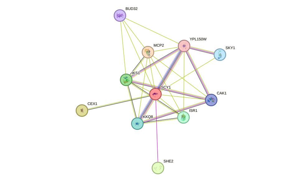 STRING protein interaction network