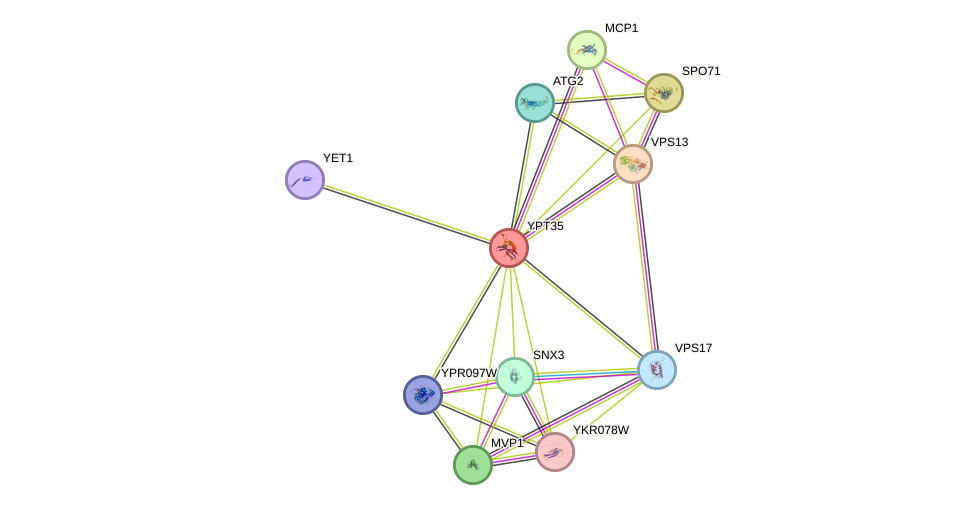 STRING protein interaction network