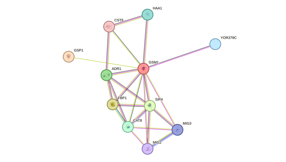 STRING protein interaction network
