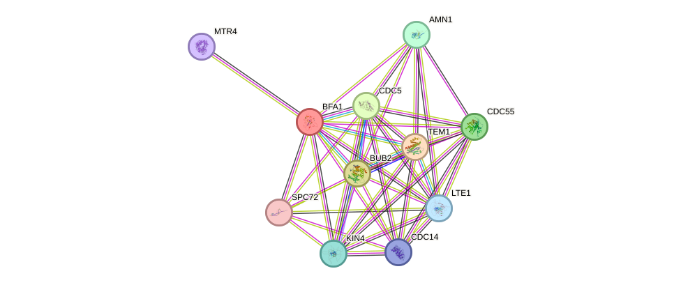 STRING protein interaction network