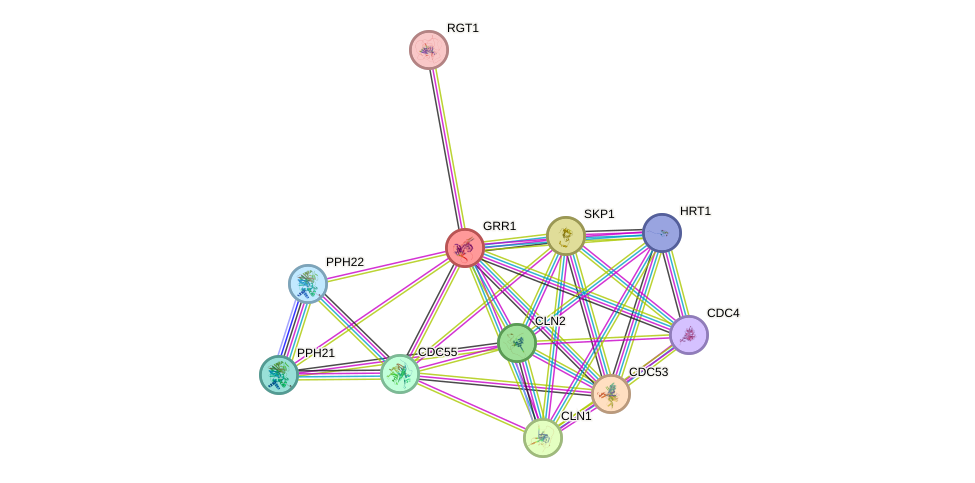 STRING protein interaction network