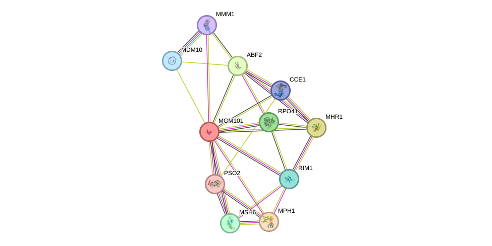 STRING protein interaction network