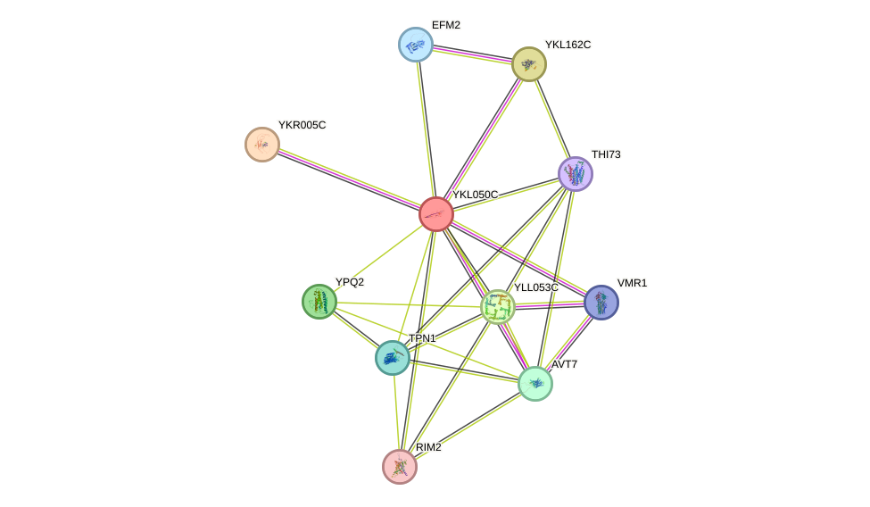 STRING protein interaction network