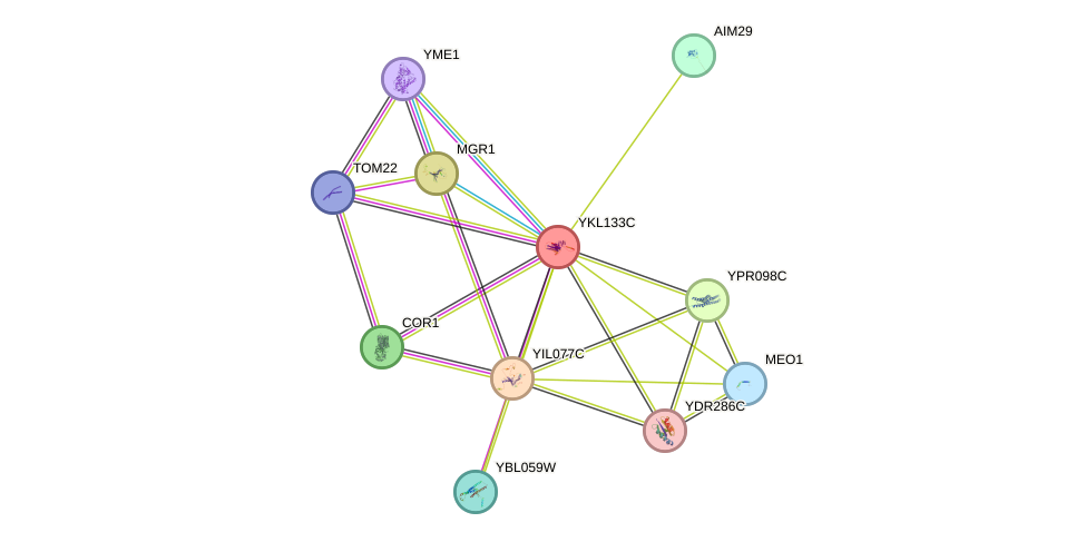 STRING protein interaction network