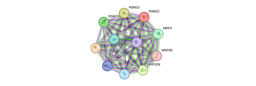 STRING protein interaction network