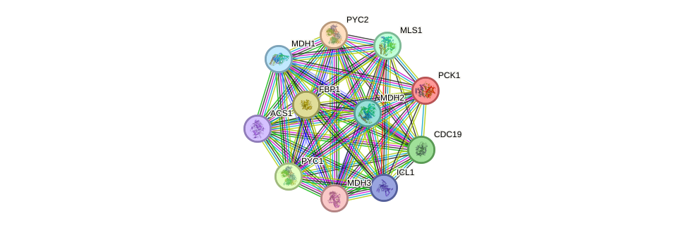 STRING protein interaction network
