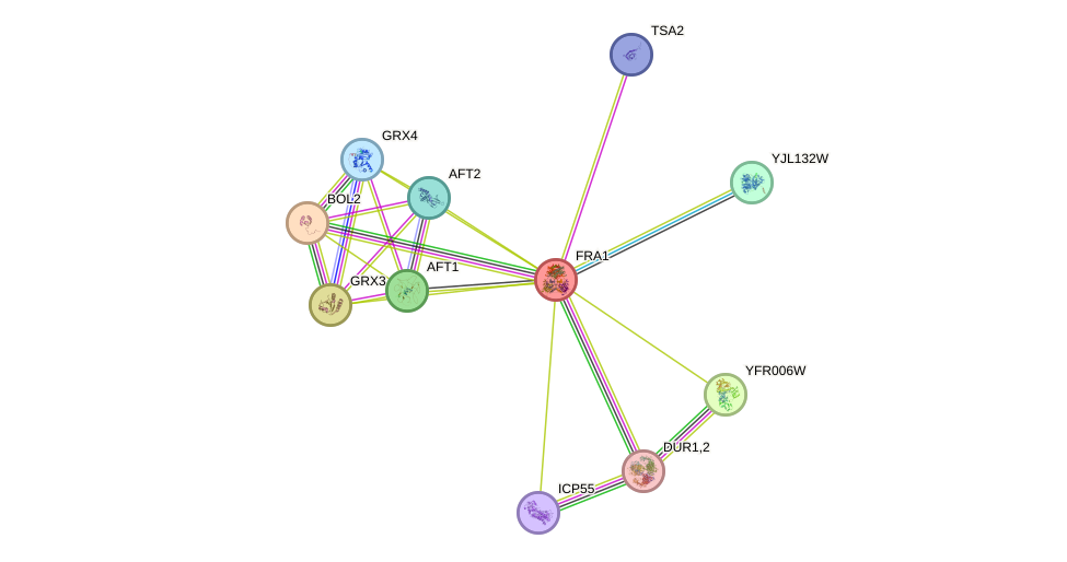 STRING protein interaction network