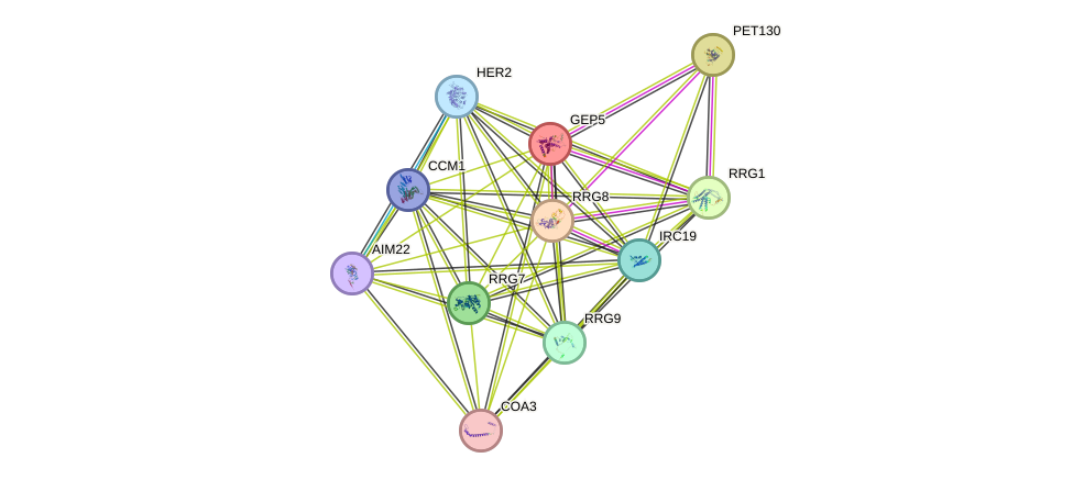 STRING protein interaction network