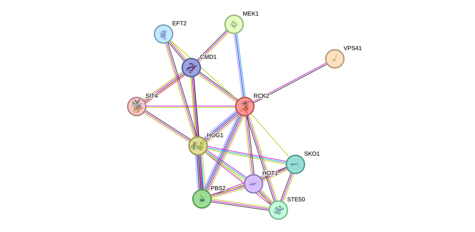 STRING protein interaction network