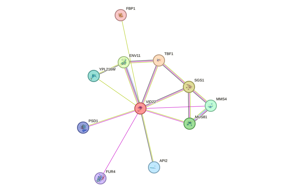 STRING protein interaction network
