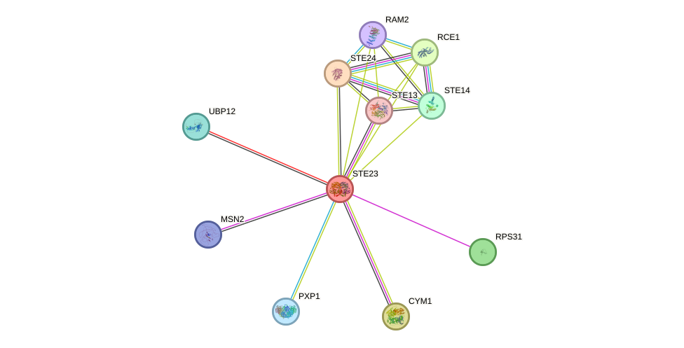 STRING protein interaction network