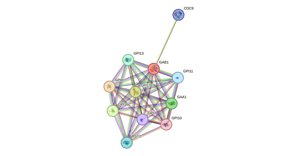 STRING protein interaction network