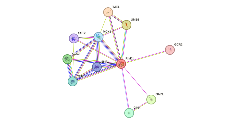 STRING protein interaction network