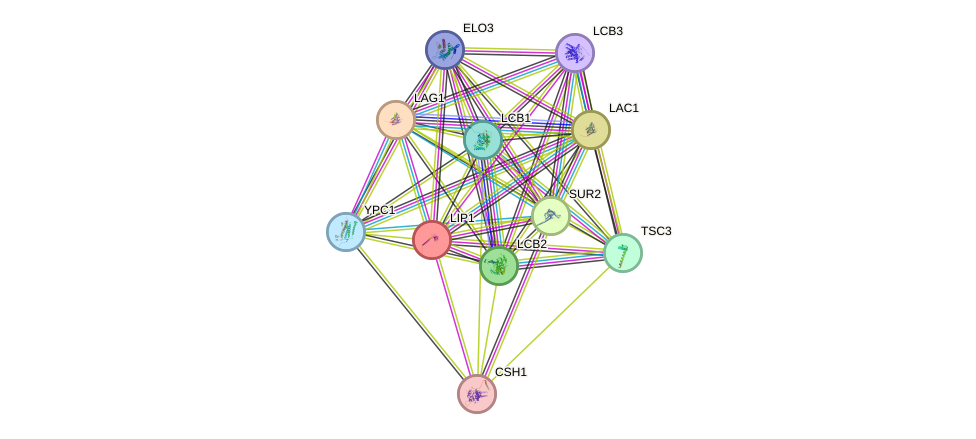 STRING protein interaction network