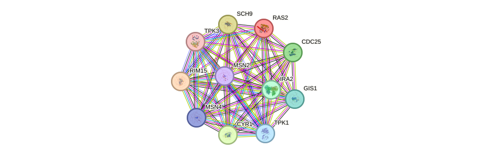 STRING protein interaction network