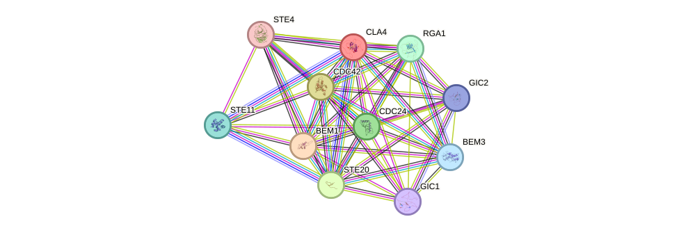 STRING protein interaction network