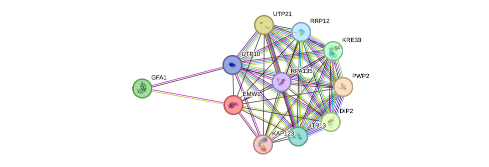 STRING protein interaction network