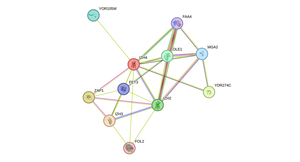 STRING protein interaction network