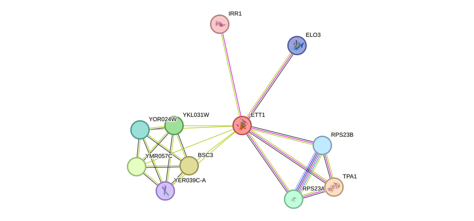 STRING protein interaction network