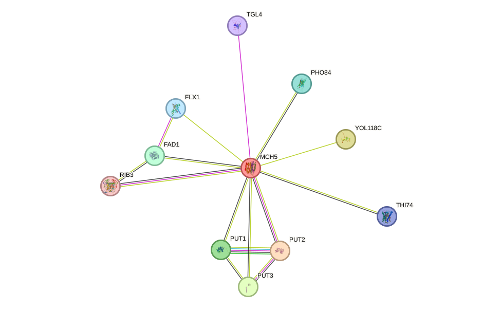 STRING protein interaction network