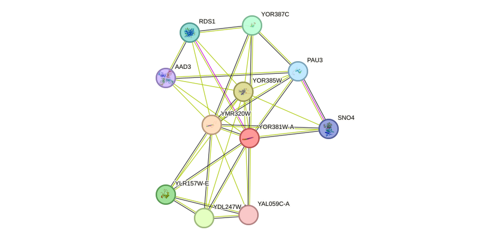 STRING protein interaction network