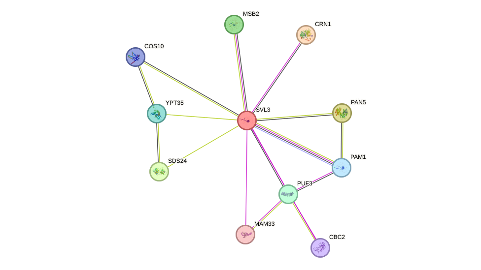 STRING protein interaction network