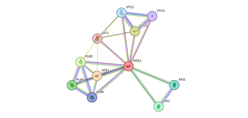 STRING protein interaction network