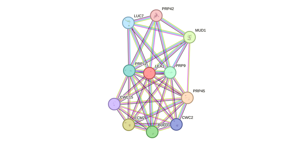 STRING protein interaction network