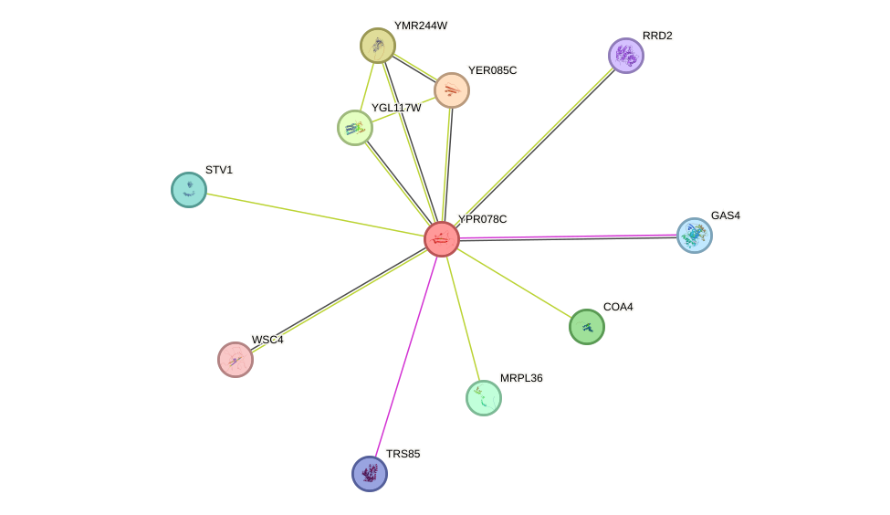 STRING protein interaction network