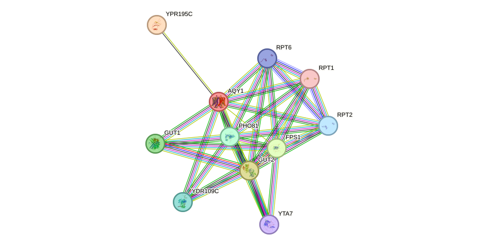 STRING protein interaction network