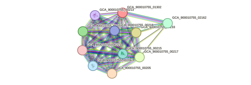 STRING protein interaction network